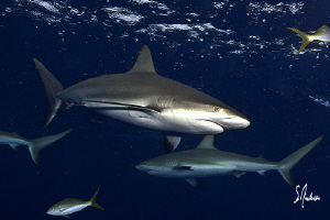 These Reef Sharks can always be seen in packs and ranking... by Steven Anderson 